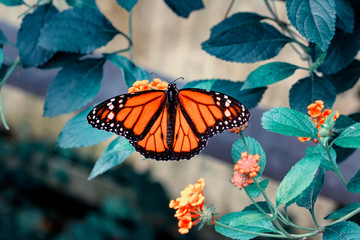Monarch, Danaus plexippus is a milkweed butterfly (subfamily Danainae) in the family Nymphalidae