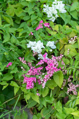 flowerbed with multicolored petunias and geranium