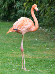 Flamand rose