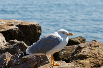 Small young seagull standing on a rock at Kinaliada of Prince Islands in Istanbul, Turkey. 