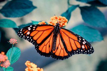 Monarch, Danaus plexippus is a milkweed butterfly (subfamily Danainae) in the family Nymphalidae