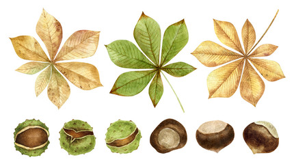 Chestnuts.Nuts and leaves set isolated on white background.Traditional thanksgiving food, autumn holidays and a healthy diet.For crafts with children.Hand drawn watercolor illustration.