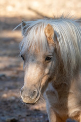 Obraz na płótnie Canvas Portrait of a pony. Pony in the countryside.