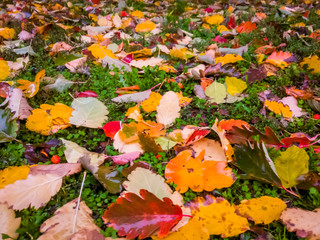 Buntes Herbstlaub auf einer Wiese