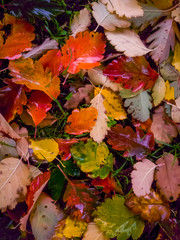 Buntes Herbstlaub auf einer Wiese