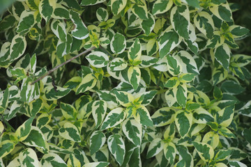 Nature green leaves with white color in the gardening  nature background