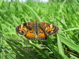 Obraz premium Butterfly in the grass