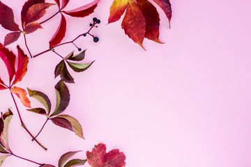 Autumn composition. red leaves with berries on a pink background. autumn background. flat lay, top view, copy space