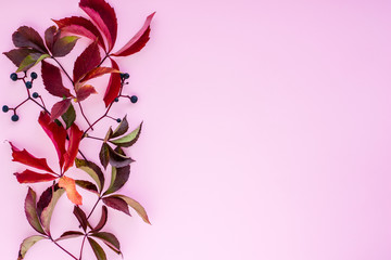 Autumn composition. red leaves with berries on a pink background. autumn background. flat lay, top view, copy space