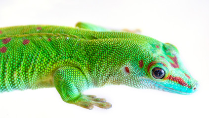 Gecko head close-up on a white background.