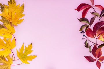 Autumn composition. yellow and red leaves with berries on a pink background. autumn background. flat lay, top view, copy space