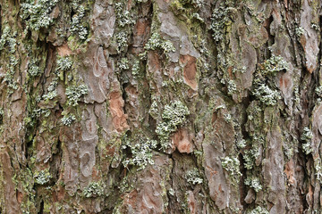 Green lichen on the bark of a tree. Tree trunk affected by lichen. Moss on a tree branch. Textured wood surface with lichens colony. Fungus ecosystem on trees bark.  Common green lichen. Soft focus