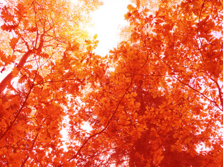 autumn landscape forest with yellow red leaves with sunny light beams