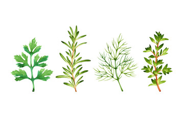 Fototapeta premium Isolated watercolor fresh parsley, rosemary, dill, thyme