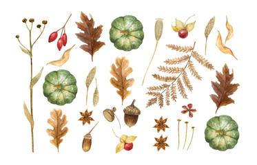 Autumn watercolor leaves isolated on white background. Tulip tree, oak, maple, ash, birch,beech, grapes decorative set. Leaf fall elements for Thanksgiving, Halloween and autumn holidays design.