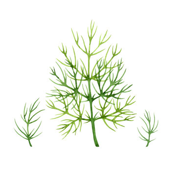 Isolated Watercolor Fresh Dill