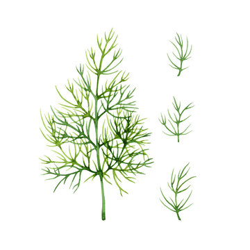 Isolated Watercolor Fresh Dill