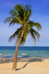 A coconut tree is growing on the sea beach.