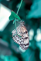 Beautiful butterfly sitting on flower in a summer garden