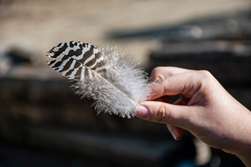 Striped bird feather. Human hand. Natural life.