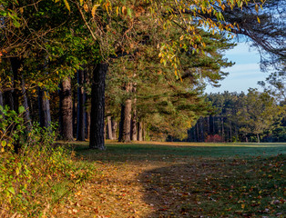 Fototapeta na wymiar fall or autumn scene with leaves at golf couse