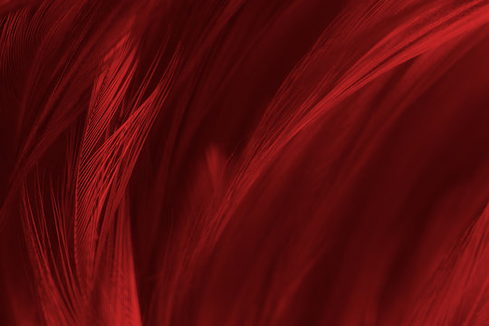 Abstract Pattern Of Red Feathers On A Black Background. Stock Photo,  Picture and Royalty Free Image. Image 95471036.