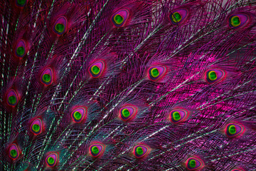 The beauty of Peacock feather 