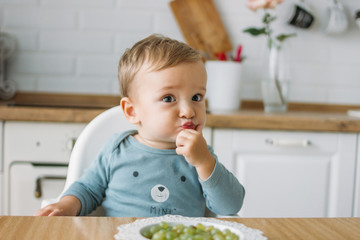 Charming concentrated little baby boy eating first food green grape at bright kitchen at home