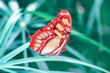 Naklejka na ściany i meble Closeup Malachite (siproeta stelenes) beautiful butterfly in a summer garden