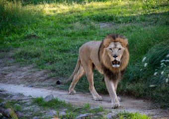 Obraz na płótnie Canvas Walking lion. Natural life. Wild animals. King of the jungles.