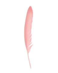 Beautiful coral pink feather isolated on white background