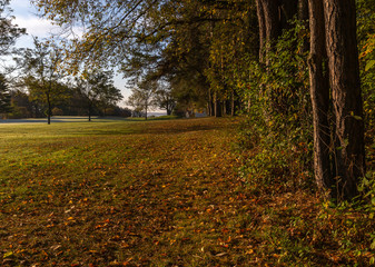 green grass golf course in fall with autumn leaves and trees
