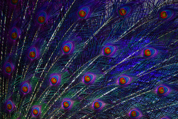 Obraz premium The beauty of Peacock feather 