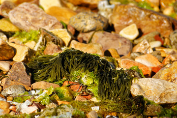 Anemonia Viridis, also known as snakelocks anemone is a sea animal found in Mediterranean Sea. Sea anemone come ashore in Prince Islands at Marmara Sea of Turkey.
