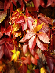 Red grape leaves, natural background