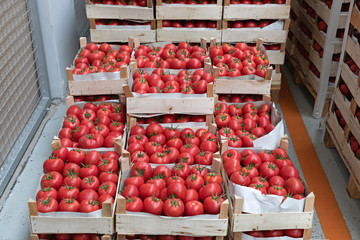 Wooden Crates Tomato