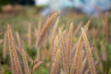 field beautiful brown grass flowers in the summer