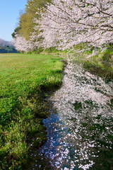 満開の桜が咲く小川