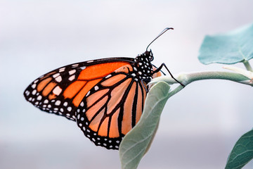 Fototapeta na wymiar Monarch, Danaus plexippus is a milkweed butterfly (subfamily Danainae) in the family Nymphalidae