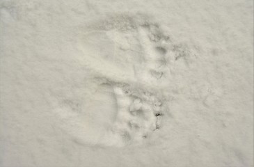 bear traces on snow