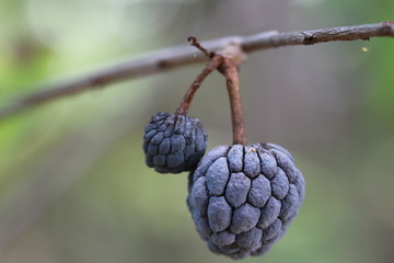 bunch of black grapes