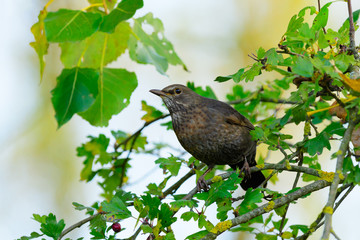 Blackbird Turdus merula female sitting on a twig at sunset. Looking for berries on a hawthorn tree.