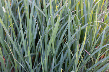 Many green lemongrass leaves background