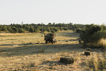 Obraz premium Square straw bales in a harvested cornfield