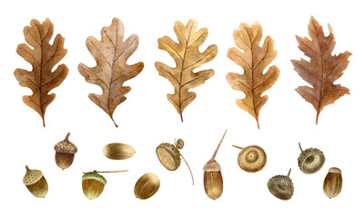 Autumn watercolor leaves isolated on white background. Tulip tree, oak, maple, ash, birch,beech,...