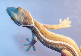 Gecko close-up on a gray background.