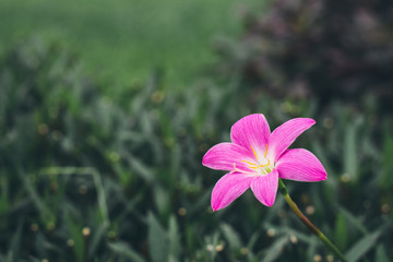 Beautiful pink rain lily close up on blurry green leaves.