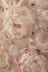 Beautiful fresh delicate pastel pink peony flowers in bloom, close up. Floral texture for background. Still life with blooming peonies.