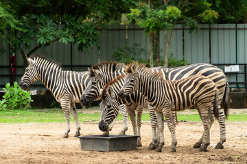 Fototapeta na wymiar A group of zebra family with little zebra in zoo.