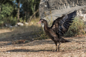 Dark duck straightening his wings